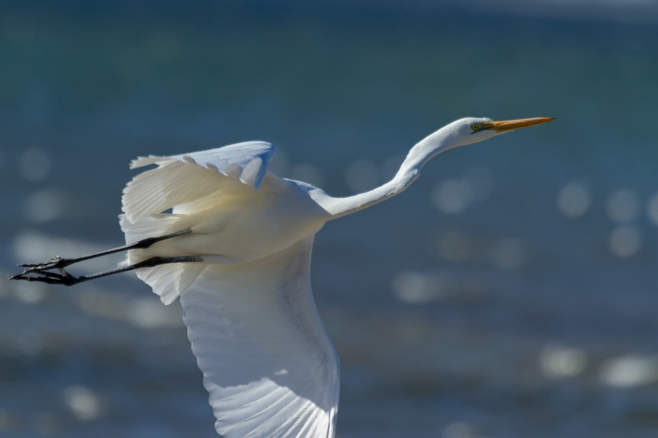 Eastern Great Egret (Ardea modesta)